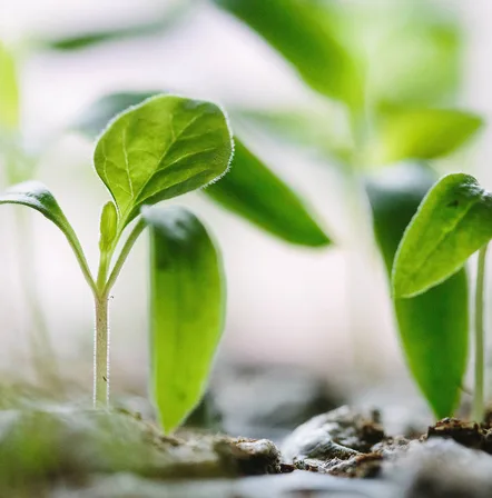 Young green seedlings sprouting from damp soil