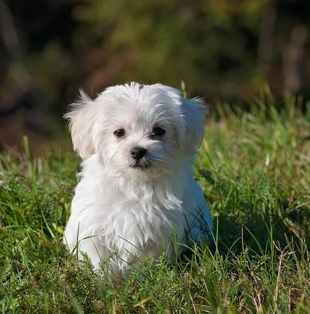 A small white fluffy puppy sitting in tall grass